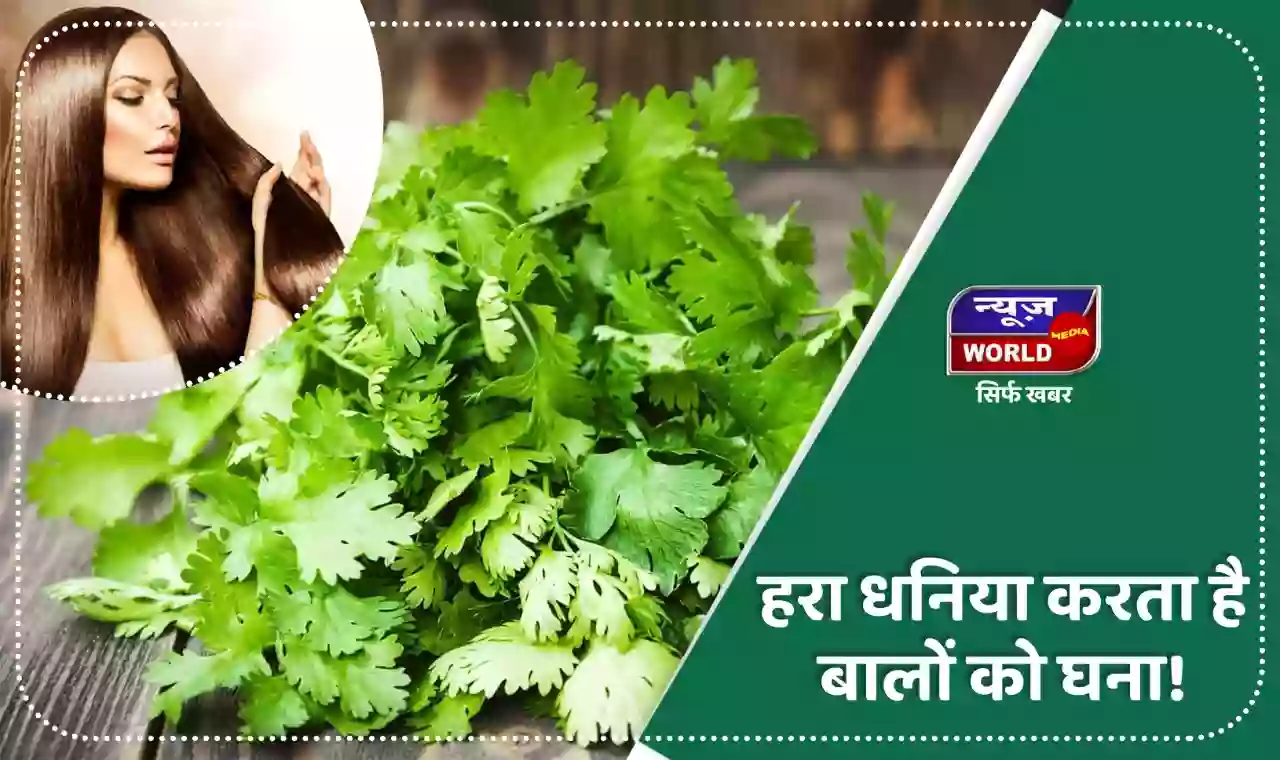 हरा धनिया है बालों के लिए वरदान? इसके फायदे जान कर आप हो जाएंगे हैरान