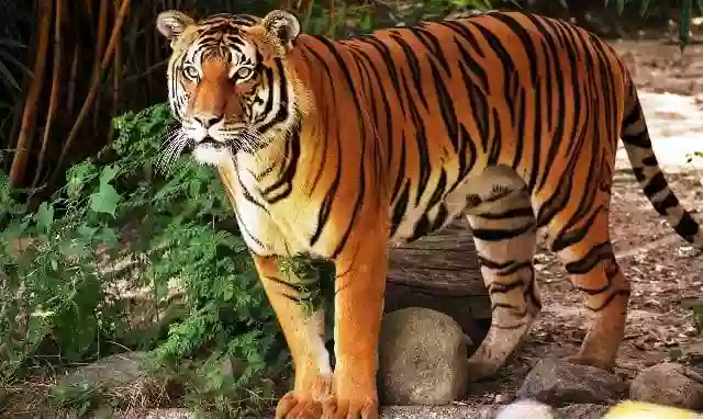 शहडोल में मछली पकड़ने गए युवक का बाघ ने किया शिकार