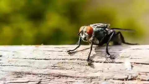 कीड़े और मक्खियों से है परेशान! तो अपनाएं ये टिप्स, घर से रहेंगी कोसों दूर