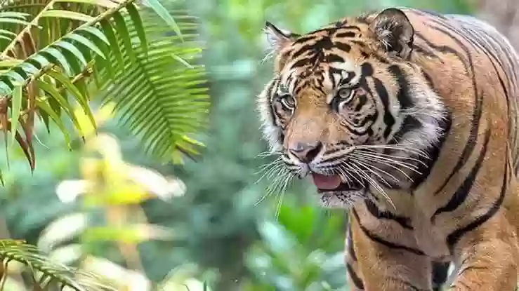 बांधवगढ़ में टाइगर अटैक, किसान को खेत से उठाकर ले गया बाघ, अधखाया शव बरामद